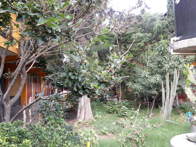Abundante vegetación